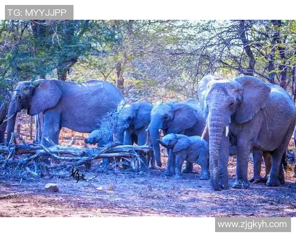 布林狮子与帕斯科华伦的巅峰对决谁将赢得胜利的荣耀